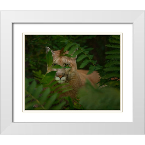 Eyes Of The Forest Ghost White Modern Wood Framed Art Print with Double Matting by Galloimages Online