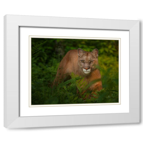 Focused White Modern Wood Framed Art Print with Double Matting by Galloimages Online