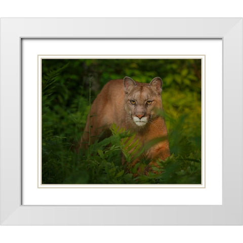 Focused White Modern Wood Framed Art Print with Double Matting by Galloimages Online