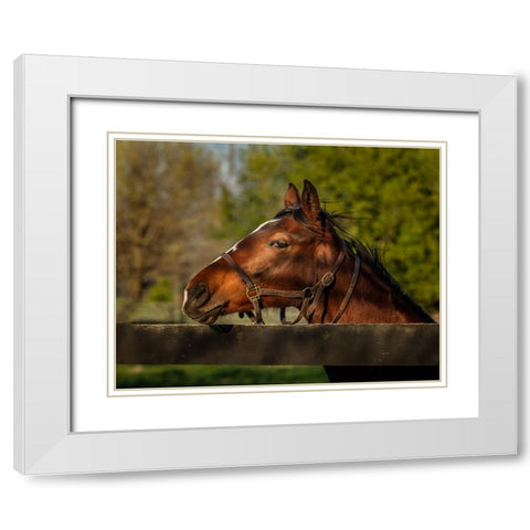 Horse Portrait White Modern Wood Framed Art Print with Double Matting by Galloimages Online