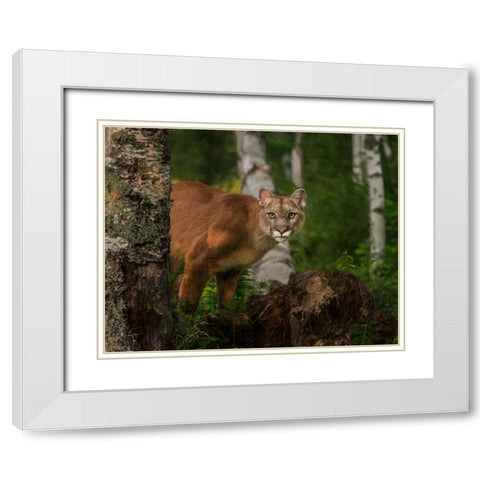 Inquistive Mountain Lion White Modern Wood Framed Art Print with Double Matting by Galloimages Online