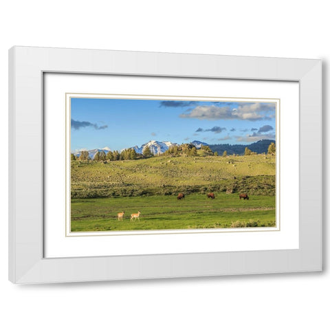 Lamar Valley - Pronghorn And Bison White Modern Wood Framed Art Print with Double Matting by Galloimages Online