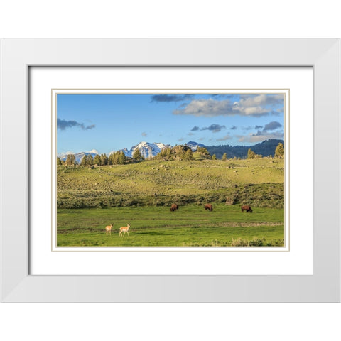 Lamar Valley - Pronghorn And Bison White Modern Wood Framed Art Print with Double Matting by Galloimages Online