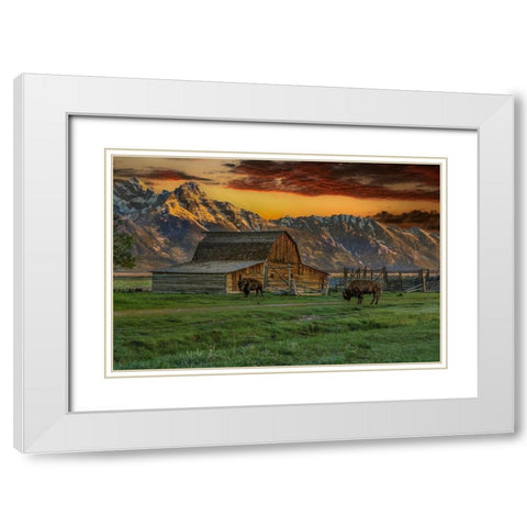 Moulton Barn At Sunrise With Bison White Modern Wood Framed Art Print with Double Matting by Galloimages Online
