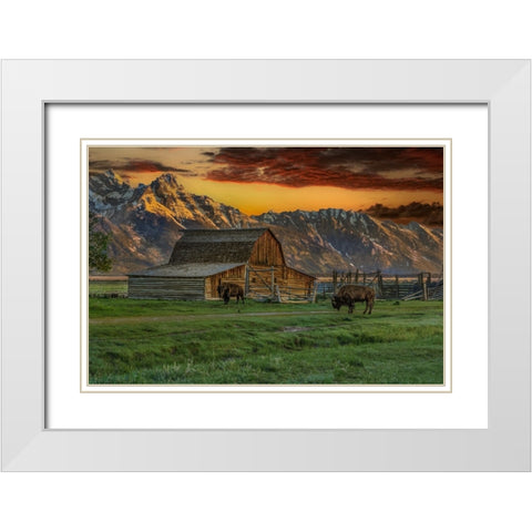 Moulton Barn At Sunrise With Bison White Modern Wood Framed Art Print with Double Matting by Galloimages Online