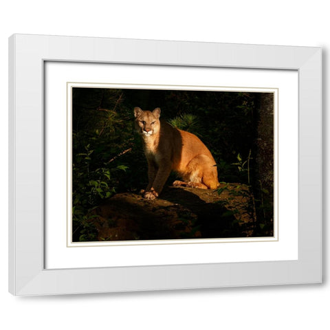 Mountain Lion At Sunrise White Modern Wood Framed Art Print with Double Matting by Galloimages Online