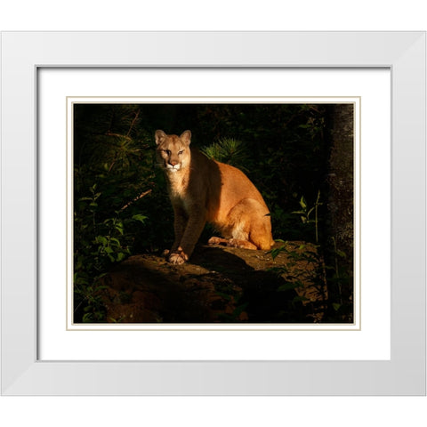 Mountain Lion At Sunrise White Modern Wood Framed Art Print with Double Matting by Galloimages Online