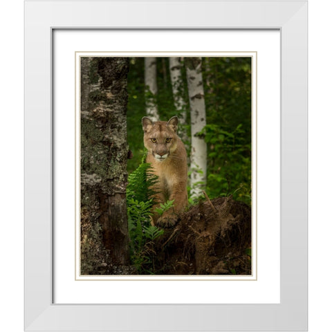 Mountain Lion Forest Pose White Modern Wood Framed Art Print with Double Matting by Galloimages Online