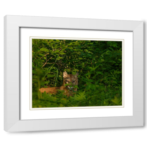 Mountain Lion Lurks In Bush White Modern Wood Framed Art Print with Double Matting by Galloimages Online
