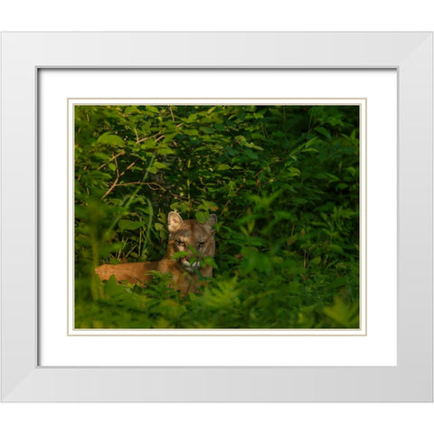 Mountain Lion Lurks In Bush White Modern Wood Framed Art Print with Double Matting by Galloimages Online