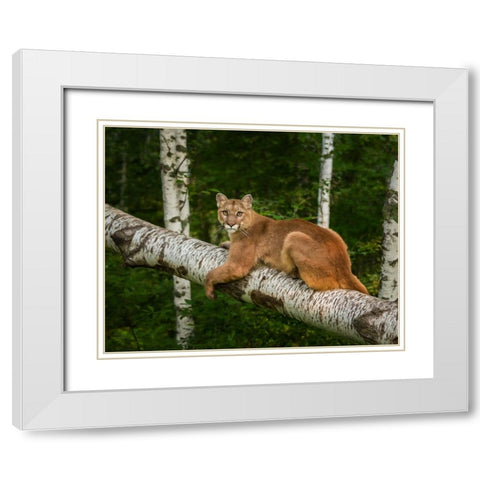 Mountain Lion On Forest Log White Modern Wood Framed Art Print with Double Matting by Galloimages Online