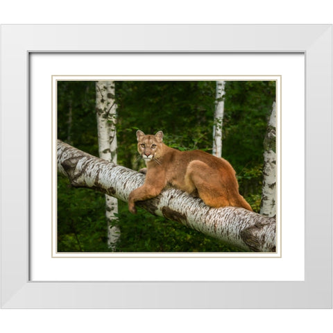 Mountain Lion On Forest Log White Modern Wood Framed Art Print with Double Matting by Galloimages Online