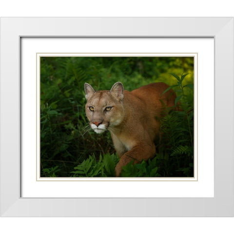 Mountain Lion On The Prowl White Modern Wood Framed Art Print with Double Matting by Galloimages Online