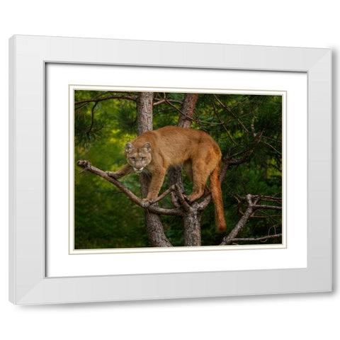Mountain Lion Stare White Modern Wood Framed Art Print with Double Matting by Galloimages Online