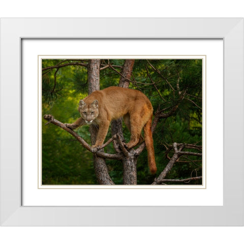 Mountain Lion Stare White Modern Wood Framed Art Print with Double Matting by Galloimages Online