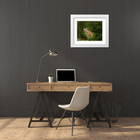Mountain Lion With Ferns White Modern Wood Framed Art Print with Double Matting by Galloimages Online