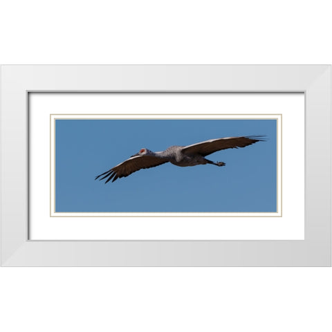 Sandhill Crane In Flight White Modern Wood Framed Art Print with Double Matting by Galloimages Online