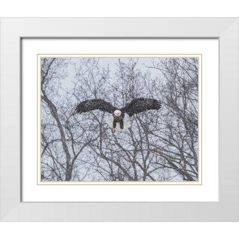 Snowy Eagle White Modern Wood Framed Art Print with Double Matting by Galloimages Online