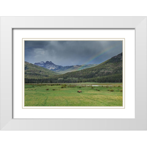 Yellowstone Bison With Rainbow White Modern Wood Framed Art Print with Double Matting by Galloimages Online
