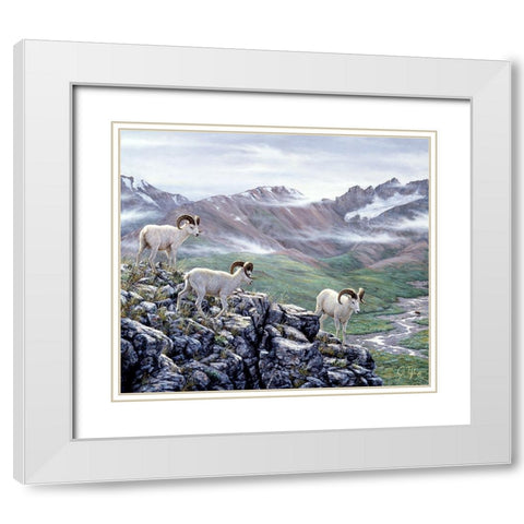 Dall Sheep At Denali White Modern Wood Framed Art Print with Double Matting by Tift, Jeff