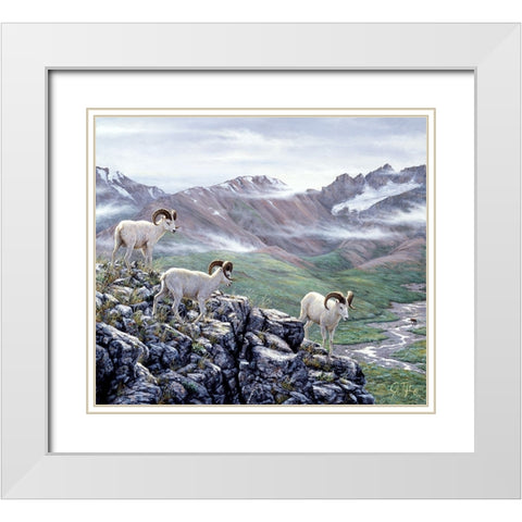 Dall Sheep At Denali White Modern Wood Framed Art Print with Double Matting by Tift, Jeff