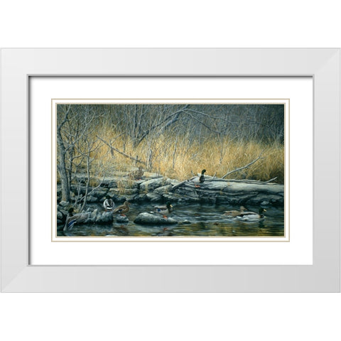 Early Morning Mallards White Modern Wood Framed Art Print with Double Matting by Tift, Jeff