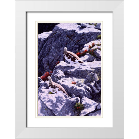 White-Tailed Ptarmigan White Modern Wood Framed Art Print with Double Matting by Tift, Jeff
