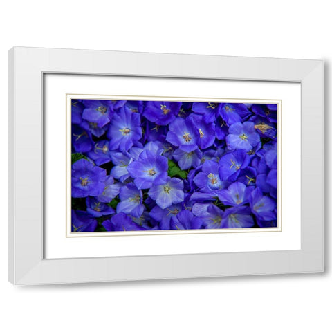 Blue Bells Carpet at Amsterdam Floral Market White Modern Wood Framed Art Print with Double Matting by Jenny Rainbow Fine Art