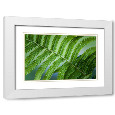 Healing Art Fern Leaf After Rain White Modern Wood Framed Art Print with Double Matting by Jenny Rainbow Fine Art