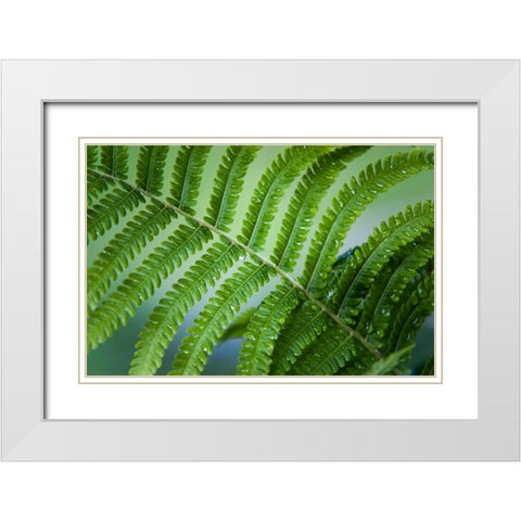 Healing Art Fern Leaf After Rain White Modern Wood Framed Art Print with Double Matting by Jenny Rainbow Fine Art