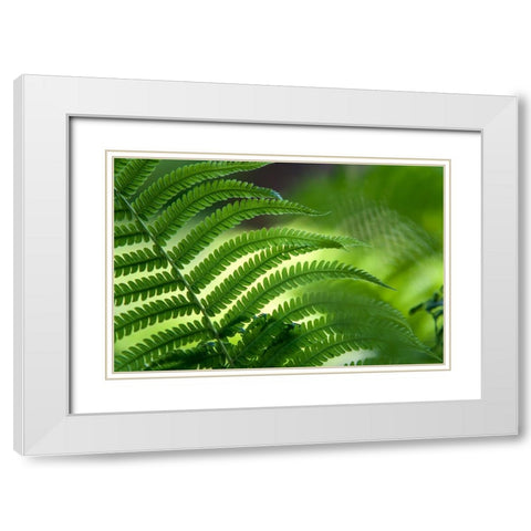 Healing Art Fern Leaf White Modern Wood Framed Art Print with Double Matting by Jenny Rainbow Fine Art