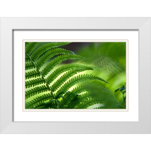 Healing Art Fern Leaf White Modern Wood Framed Art Print with Double Matting by Jenny Rainbow Fine Art