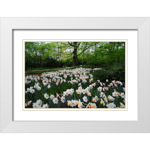 Keukenhof Botanical Daffodils Garden White Modern Wood Framed Art Print with Double Matting by Jenny Rainbow Fine Art