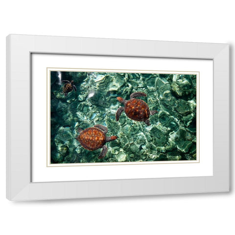 Sea Turtles in Crystal Water White Modern Wood Framed Art Print with Double Matting by Jenny Rainbow Fine Art