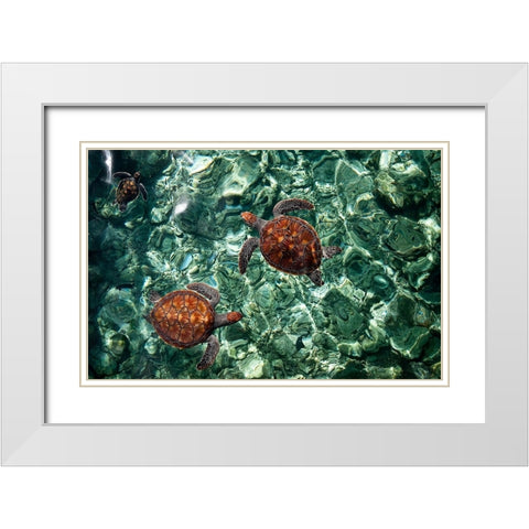 Sea Turtles in Crystal Water White Modern Wood Framed Art Print with Double Matting by Jenny Rainbow Fine Art