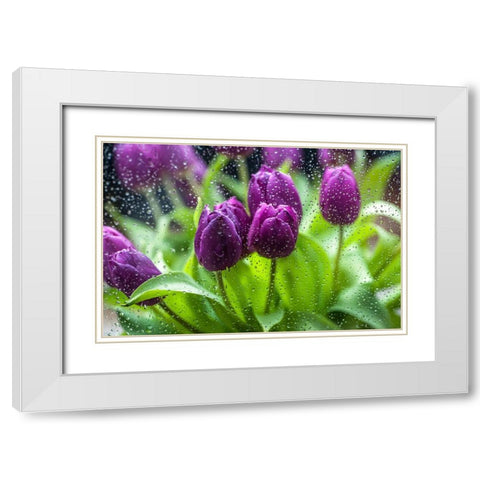 Purple Tulips in Rain White Modern Wood Framed Art Print with Double Matting by Jenny Rainbow Fine Art