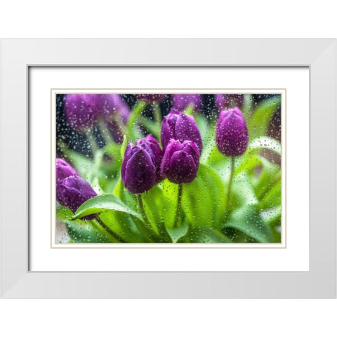 Purple Tulips in Rain White Modern Wood Framed Art Print with Double Matting by Jenny Rainbow Fine Art