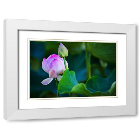 Graceful Lotus White Modern Wood Framed Art Print with Double Matting by Jenny Rainbow Fine Art