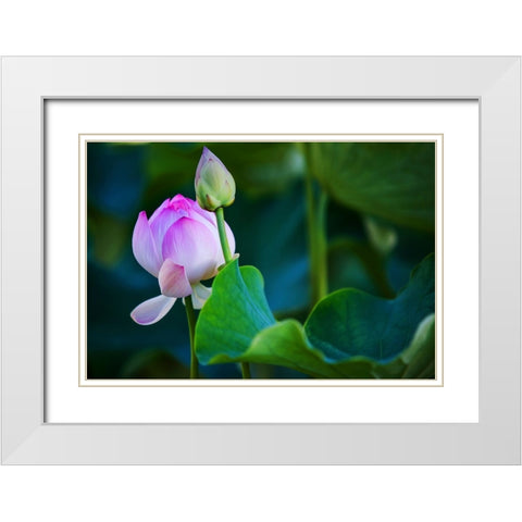 Graceful Lotus White Modern Wood Framed Art Print with Double Matting by Jenny Rainbow Fine Art