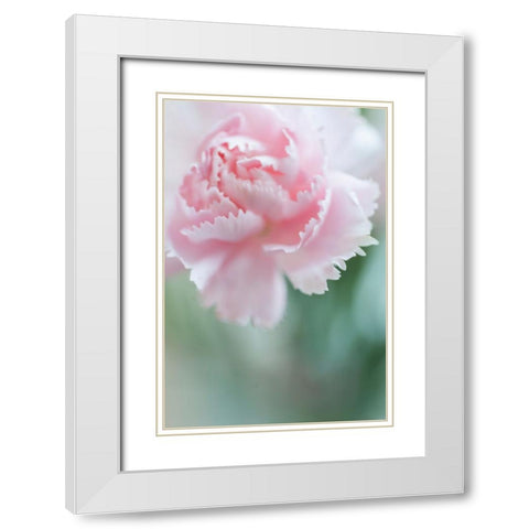 Macro of Pink Carnation White Modern Wood Framed Art Print with Double Matting by Jenny Rainbow Fine Art