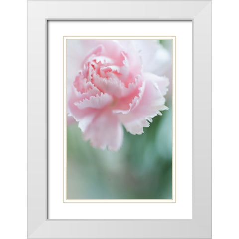 Macro of Pink Carnation White Modern Wood Framed Art Print with Double Matting by Jenny Rainbow Fine Art