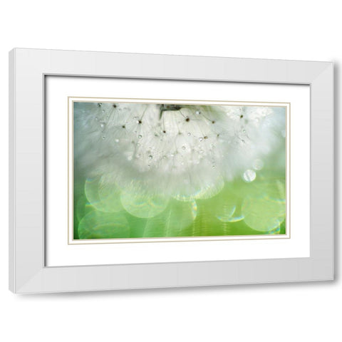 Mr Dandelion Inner Light White Modern Wood Framed Art Print with Double Matting by Jenny Rainbow Fine Art