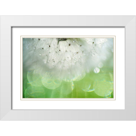 Mr Dandelion Inner Light White Modern Wood Framed Art Print with Double Matting by Jenny Rainbow Fine Art