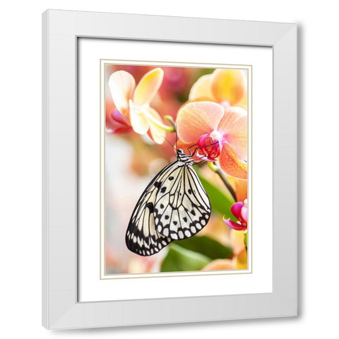 Paper Kite Tropical Butterfly 2 White Modern Wood Framed Art Print with Double Matting by Jenny Rainbow Fine Art