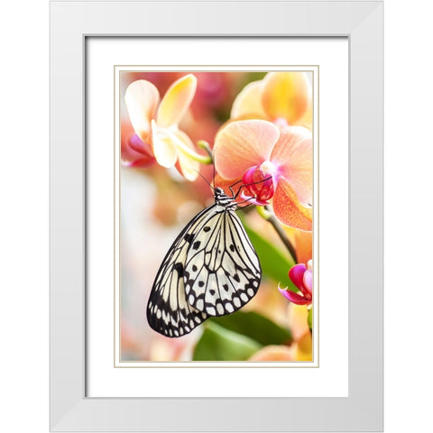 Paper Kite Tropical Butterfly 2 White Modern Wood Framed Art Print with Double Matting by Jenny Rainbow Fine Art