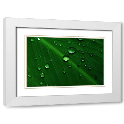 Rain Drops On Green Leaf Macro White Modern Wood Framed Art Print with Double Matting by Jenny Rainbow Fine Art