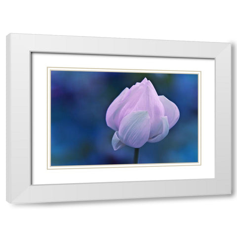 Tender Morning with Lotus White Modern Wood Framed Art Print with Double Matting by Jenny Rainbow Fine Art