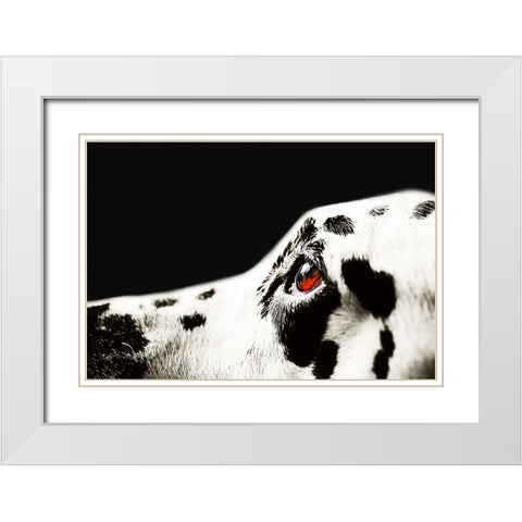 The Amber Eye of Dalmatian Dog White Modern Wood Framed Art Print with Double Matting by Jenny Rainbow Fine Art