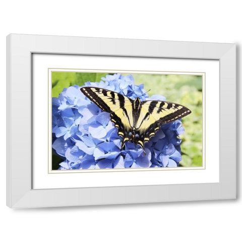Butterfly on Flower White Modern Wood Framed Art Print with Double Matting by Schell, Jennie Marie
