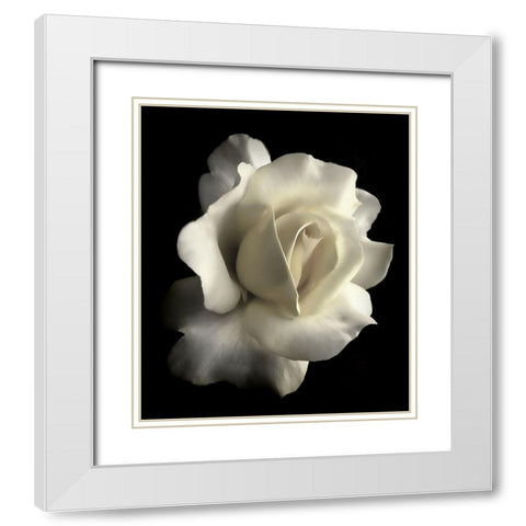 Rose White 1 White Modern Wood Framed Art Print with Double Matting by Schell, Jennie Marie
